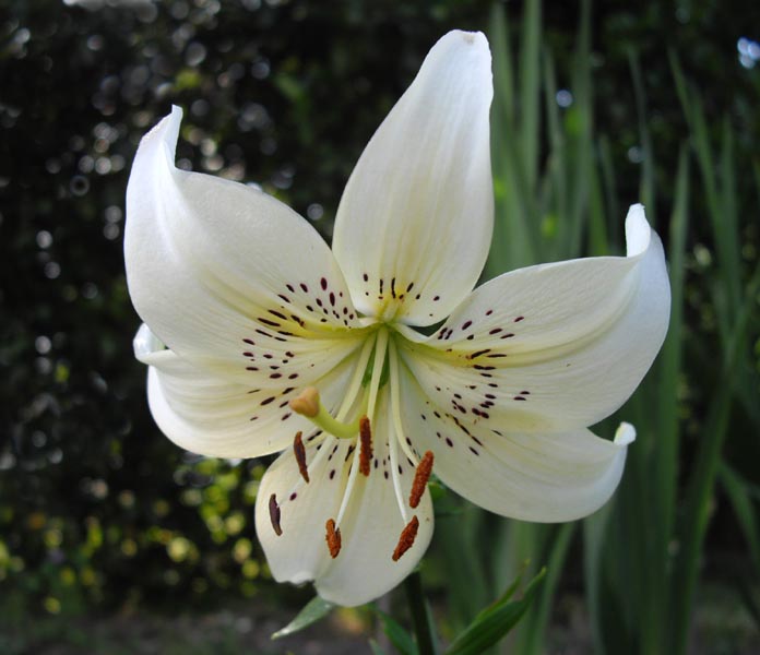 Lilium trigrinum 'White Twinkle' en fleurs dans une prairie herbeuse d'Asie de l'Est